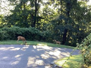 1385 Pleasant Valley Way, West Orange, NJ 07052
